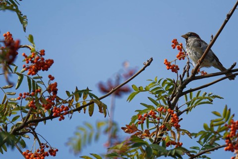 House sparrow (Passer domesticus) in mountain ash (Sorbus aucuparia)