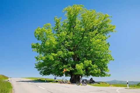 Linn lime tree