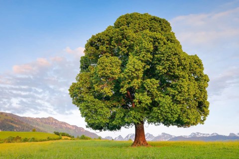 Solitary free-standing lime tree with green leaves in the evening light in front of the Churfirsten in Toggenburg