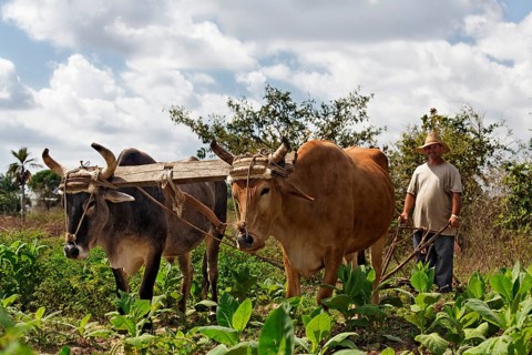 Farmer