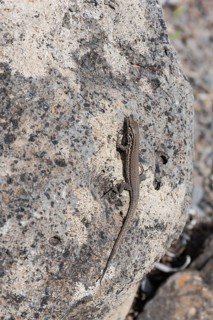 Small Canary Island Lizard National Park (Gallotia caesaris)