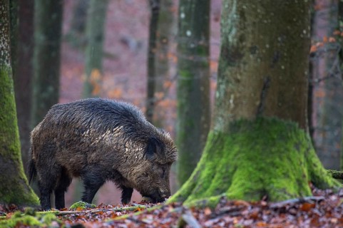 Wild Boar (Sus scrofa)