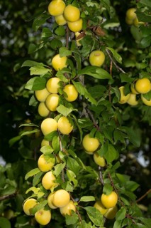 Mirabelle plum (Prunus domestica subsp. syriaca)