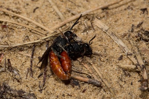 Halictid (Sphecodes albilabris) bees