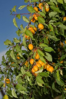 Mirabelle plum (Prunus domestica subsp. syriaca)