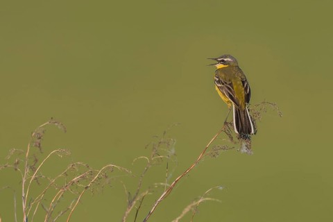 Western yellow wagtail (Motacilla flava)