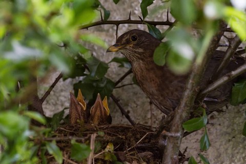 Blackbirds (Turdus merula) females and chicks