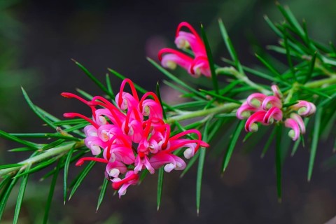 Rosemary-leaved Grevillea (Grevillea rosmarinifolia) Occurrence Australia