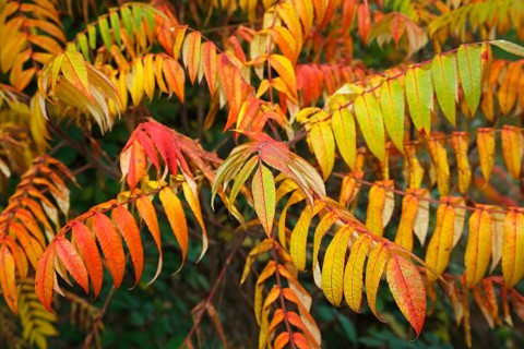 Staghorn sumac (Rhus typhina) in autumn