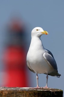 Silver Mowewe (Larus argentatus)