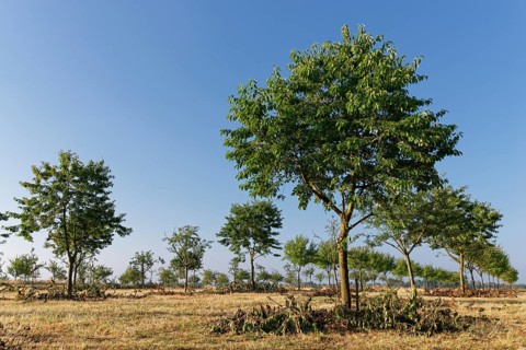 Apple trees (Malus)