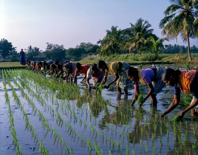 Female workers at Rice paddy