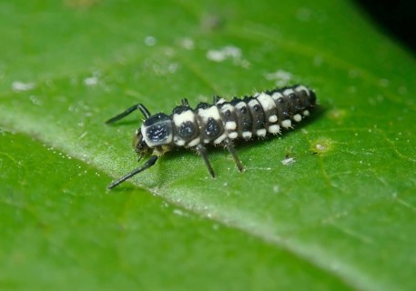 14-spotted ladybird (Propylea quatuordecimpunctata)