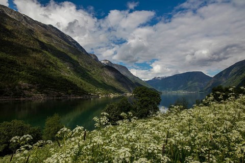 Lustrafjord