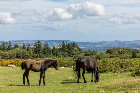 Dartmoor Ponies