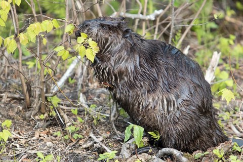 North American beaver (Castor canadensis)