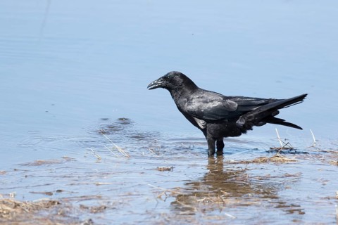 American crow