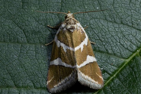 Silver (Deltote bankiana) barred moth