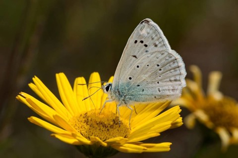 Meleager's (Polyommatus daphnis) blue