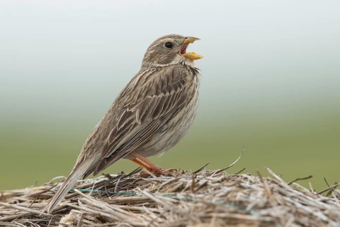 Corn bunting (Emberiza calandra)