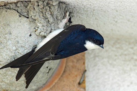 Common house martin (Delichon urbicum)