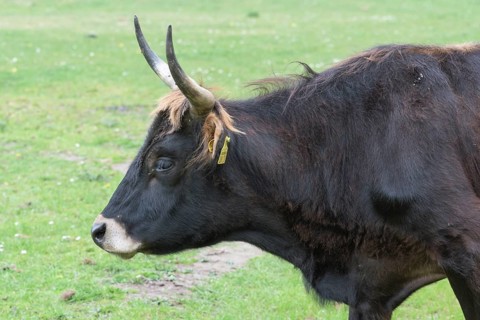 Rear cattle