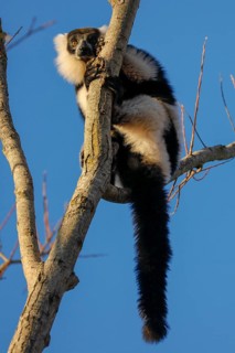 Black and white ruffed lemur (Varecia variegata)
