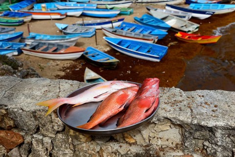 Fish for sale