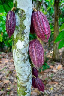 Cocoa