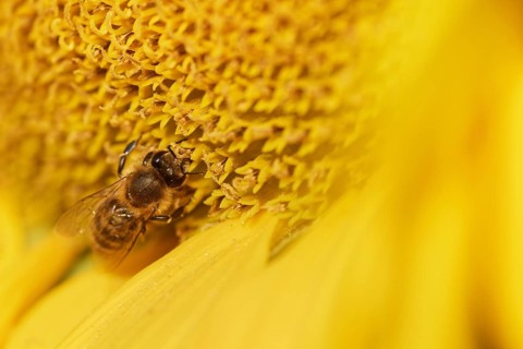 Honey bee (Apis mellifera) on sunflower (Helianthus annuus)