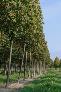 Swedish whitebeam (Sorbus intermedia) in tree farm