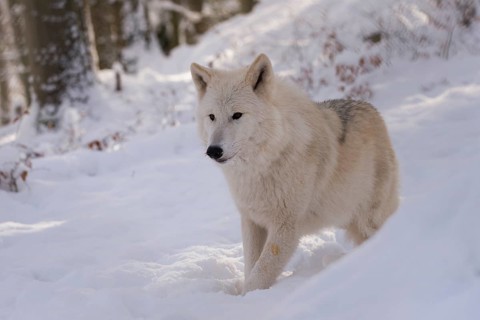 Arctic wolf (Canis lupus arctos)