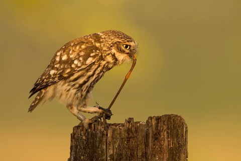 Little owl (Athene noctua)