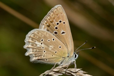 Meleager's (Polyommatus daphnis) blue