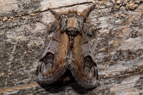 Pebble prominent (Notodonta ziczac)