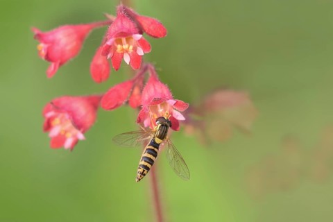 Long hoverfly (Sphaerophoria scripta)