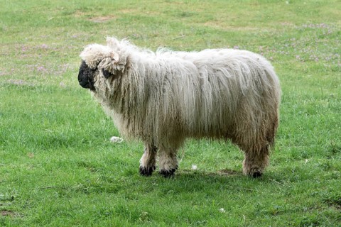 Valais blacknose sheep