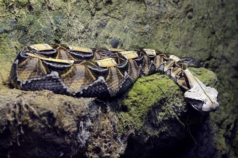 Western Gabon viper (Bitis gabonica rhinoceros)