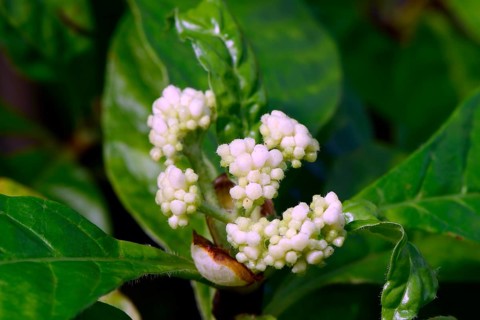 Gearderte ipecac (Psychotria nervosa) Occurrence Central America