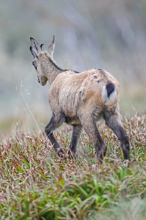 Chamois (Rupicapra rupicapra)