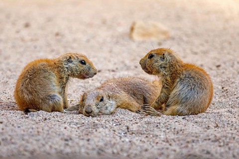 Black-tailed Prairie Dog (Cynomys ludovicianus)