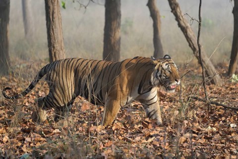 Male Bengal tiger (Panthera tigris tigris) walking in the forest