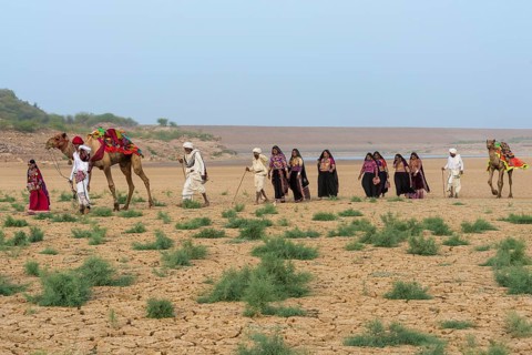 People from the Rabari tribe walking in the desert with a dromedary