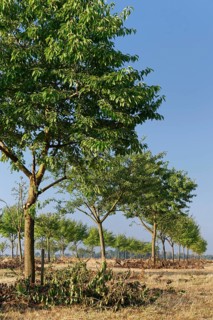 Apple trees (Malus)