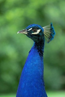 Indian peafowl (Pavo cristatus)