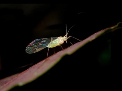 Yellow dark-veined birch aphid (Calaphis flava)