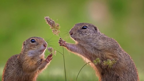 European ground squirrel (Spermophilus citellus) collecting grass seeds