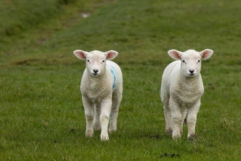 Domestic sheep