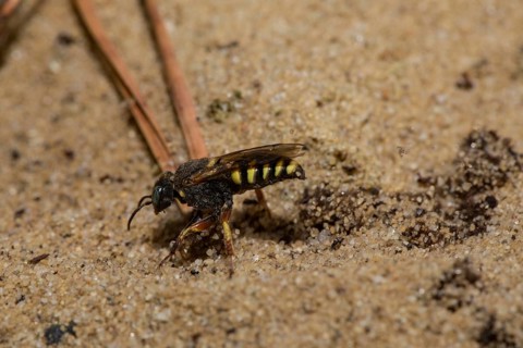 Small-scale (Oxybelus argentatus) sympatric digger wasp