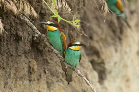 European bee-eater (Merops apiaster)